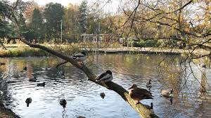 Ashton Park Ducks.jpg